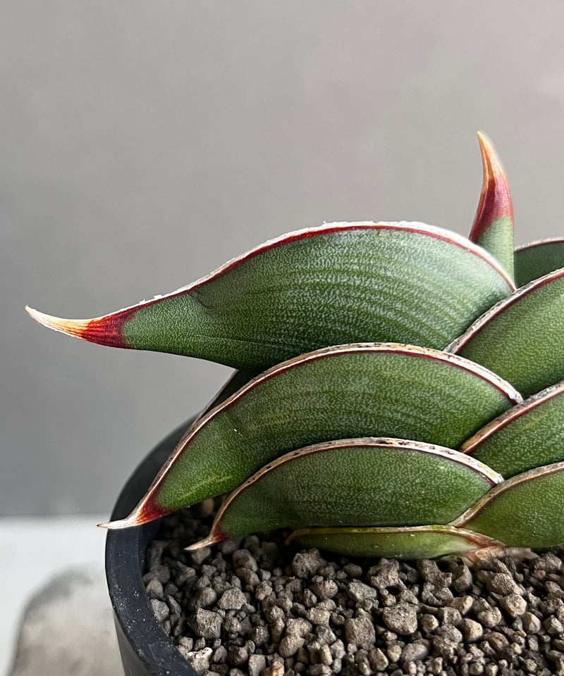 サンセベリア ロリダ 「Sansevieria rorida」8A | SHOUCHIKUEN