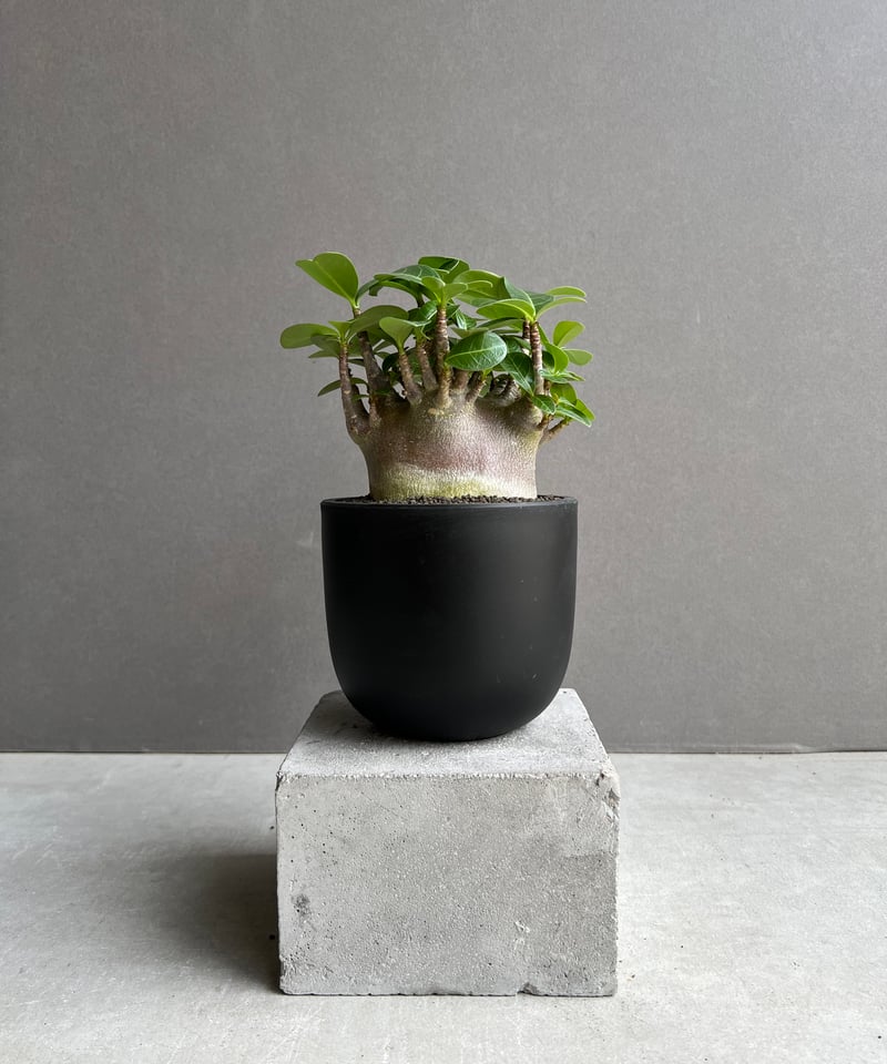 アデニウム アラビカム スーパー ドワーフ “ブラック” 「Adenium