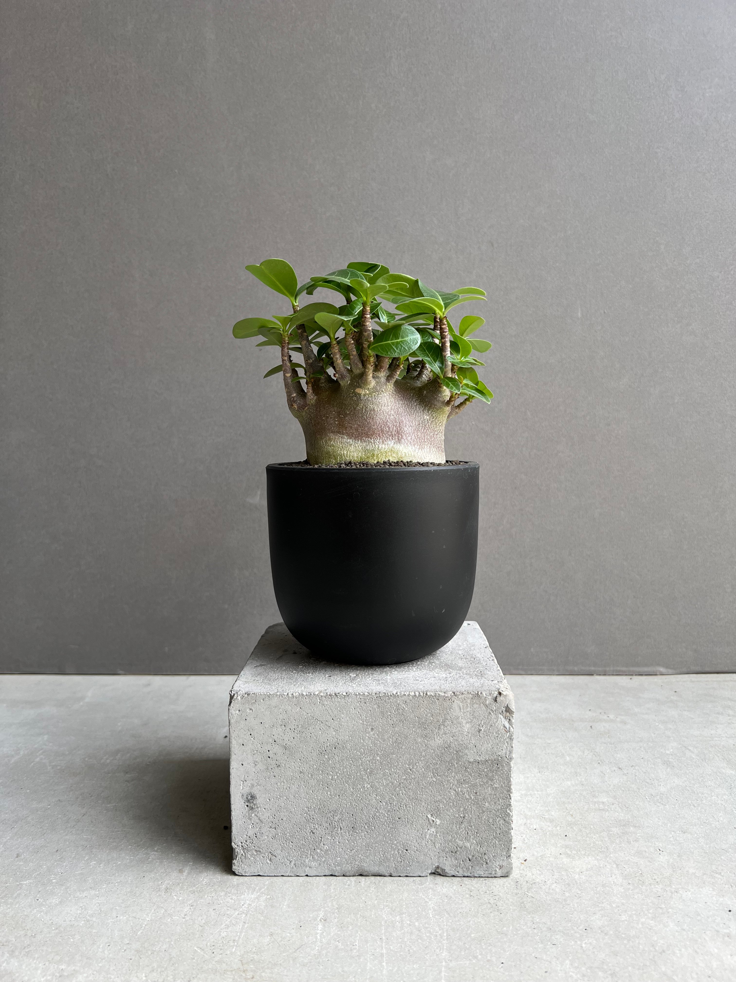 アデニウム アラビカム スーパー ドワーフ “ブラック” 「Adenium