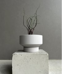 EMP サンセベリア スリ パトゥム Sri pathum / SA351 EMP サンセベリア スリ パトゥム Sri pathum / SA351 EMP