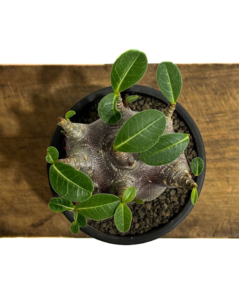 アデニウム・アラビカム ドワーフタイプ 中型 塊根植物 黒鉢 園芸