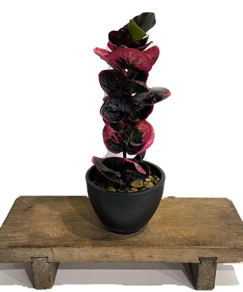 クロトン ハイブリッド「Codiaeum variegatum hybrid」6/20-809
