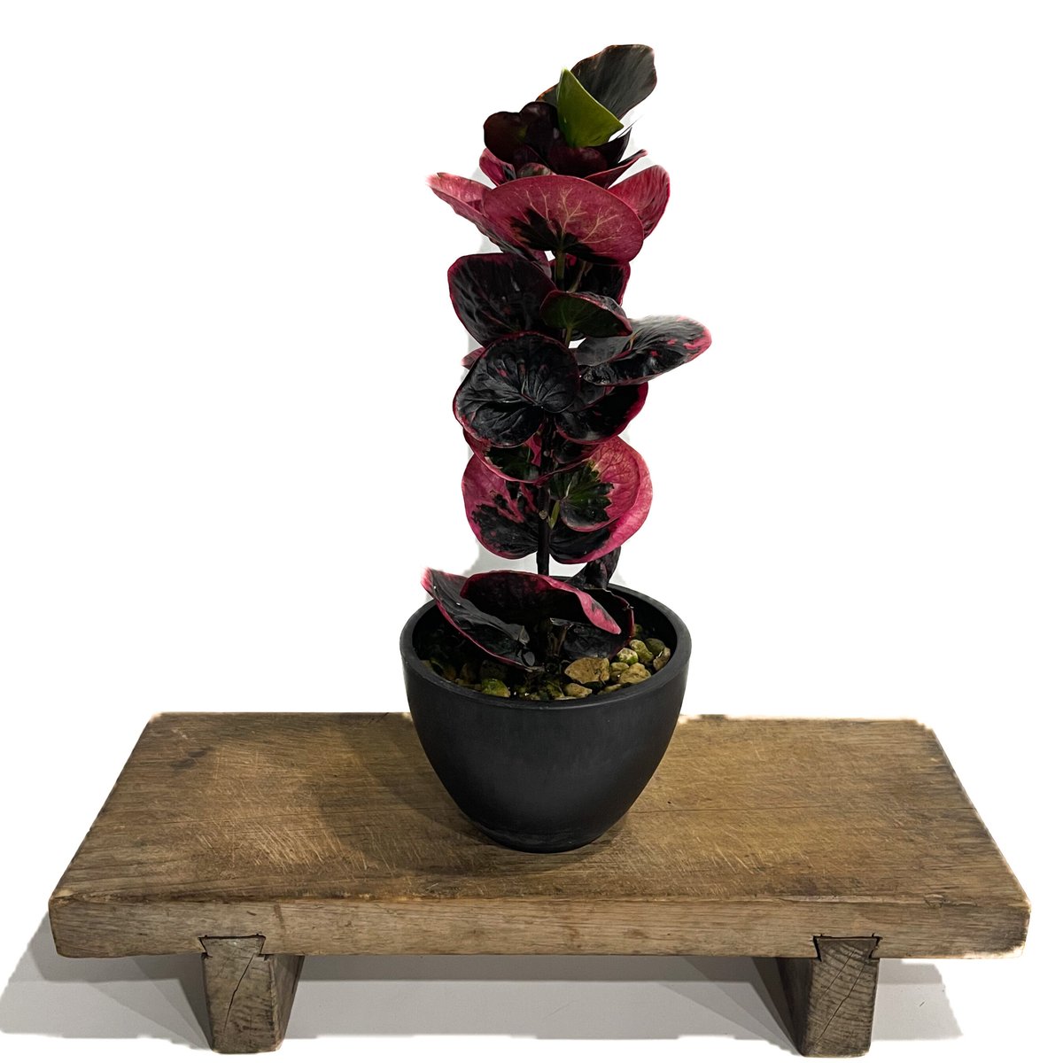 クロトン ハイブリッド「Codiaeum variegatum hybrid」6/20-809