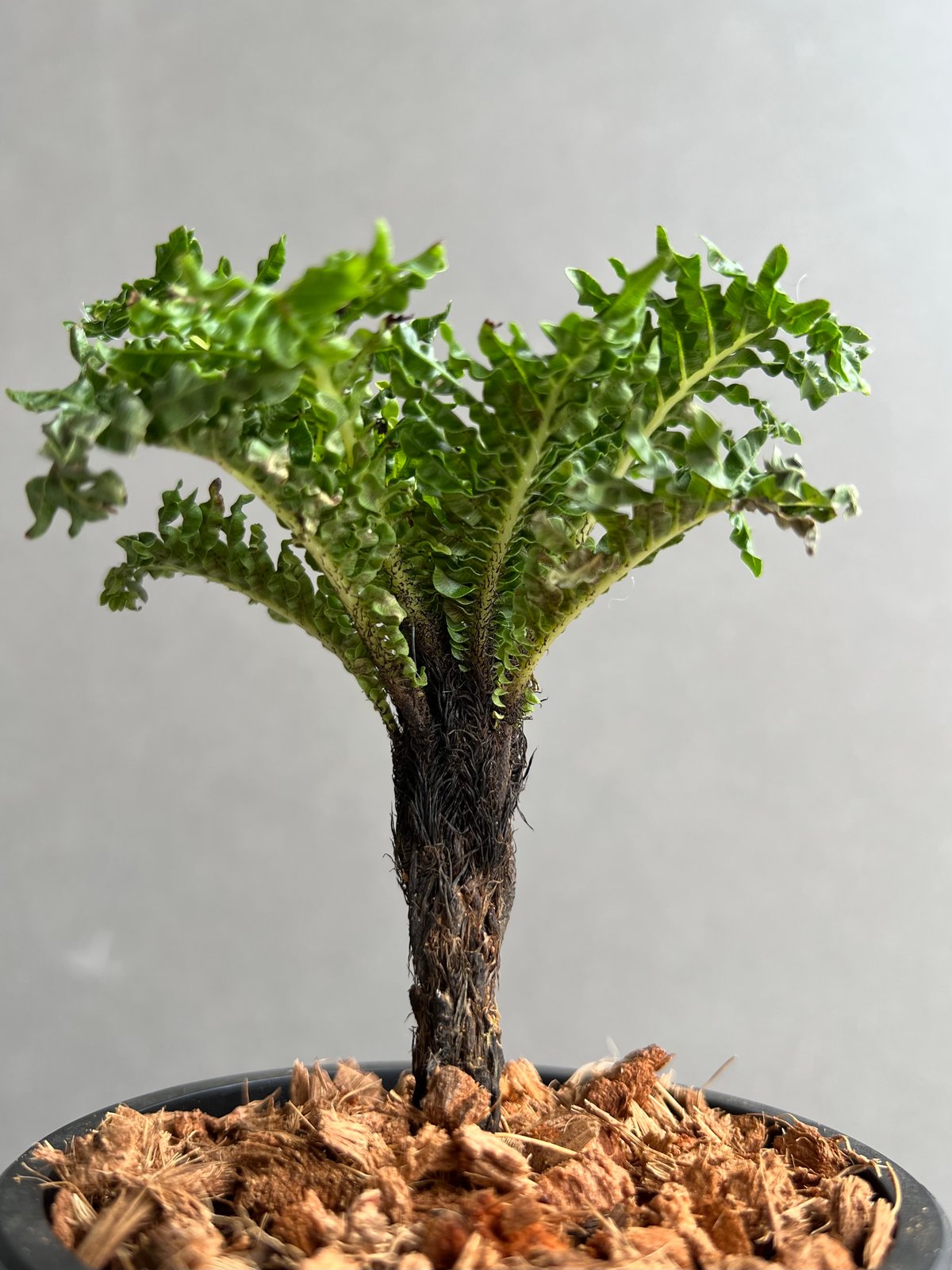 ブレクナム ギッバム ドワーフ 「Blechnum gibbum Dwarf 」78B