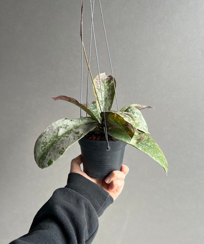 ホヤミトラタ シルバー 「Hoya mitrata Silver」56X | SHOUCHIKUEN