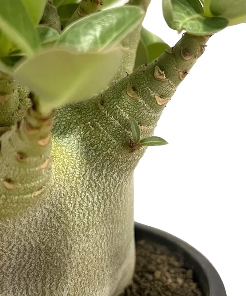 アデニウム アラビカム ドワーフ タイプ 「Adenium arabicum dwarf t