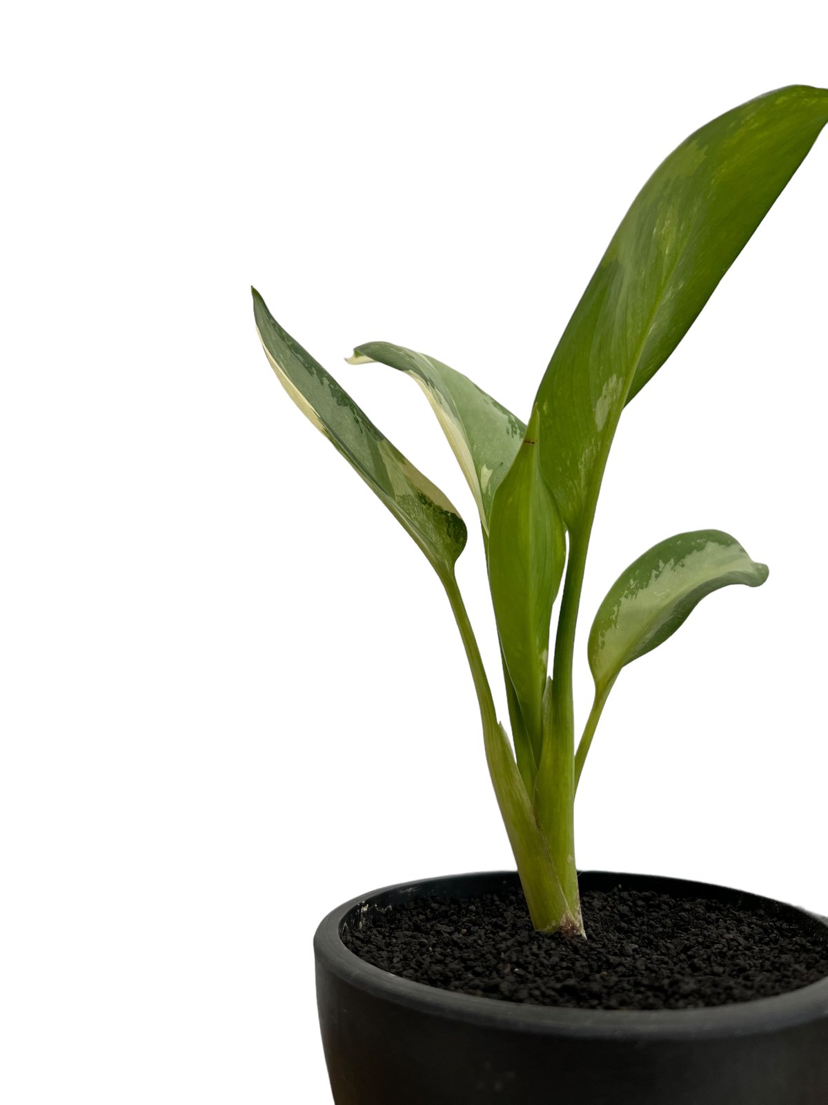 アグラオネマ スワンナプーム「Aglaonema Suvarnabhumi」93C-2 | S