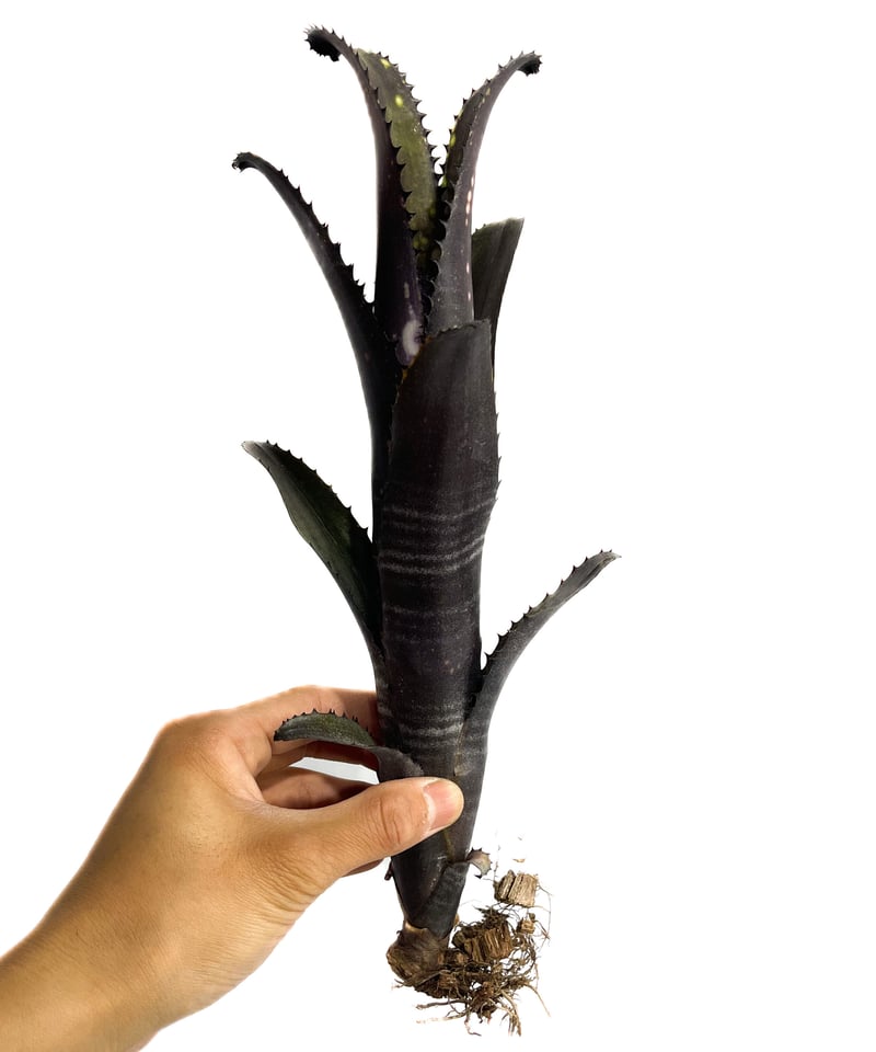 ビルベルギア ドミンゴスマルティンス×ジョージア 子株付き