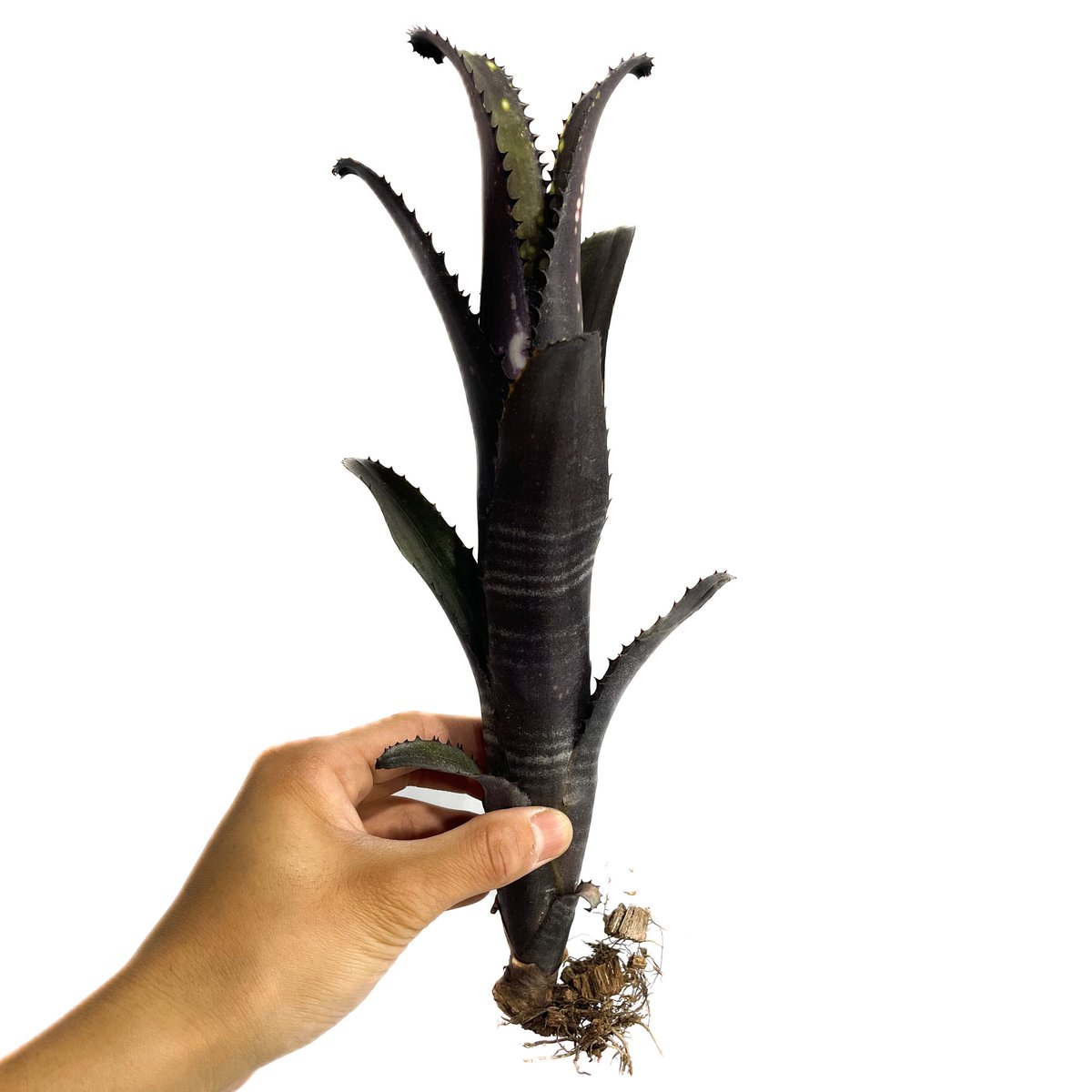 ビルベルギア ドミンゴス マーティンス x バトン ルージュ