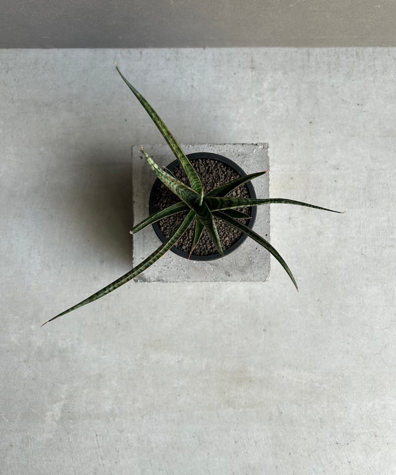 サンセベリア コヨーテ「Sansevieria Coyote」92L | SHOUCHIKUEN