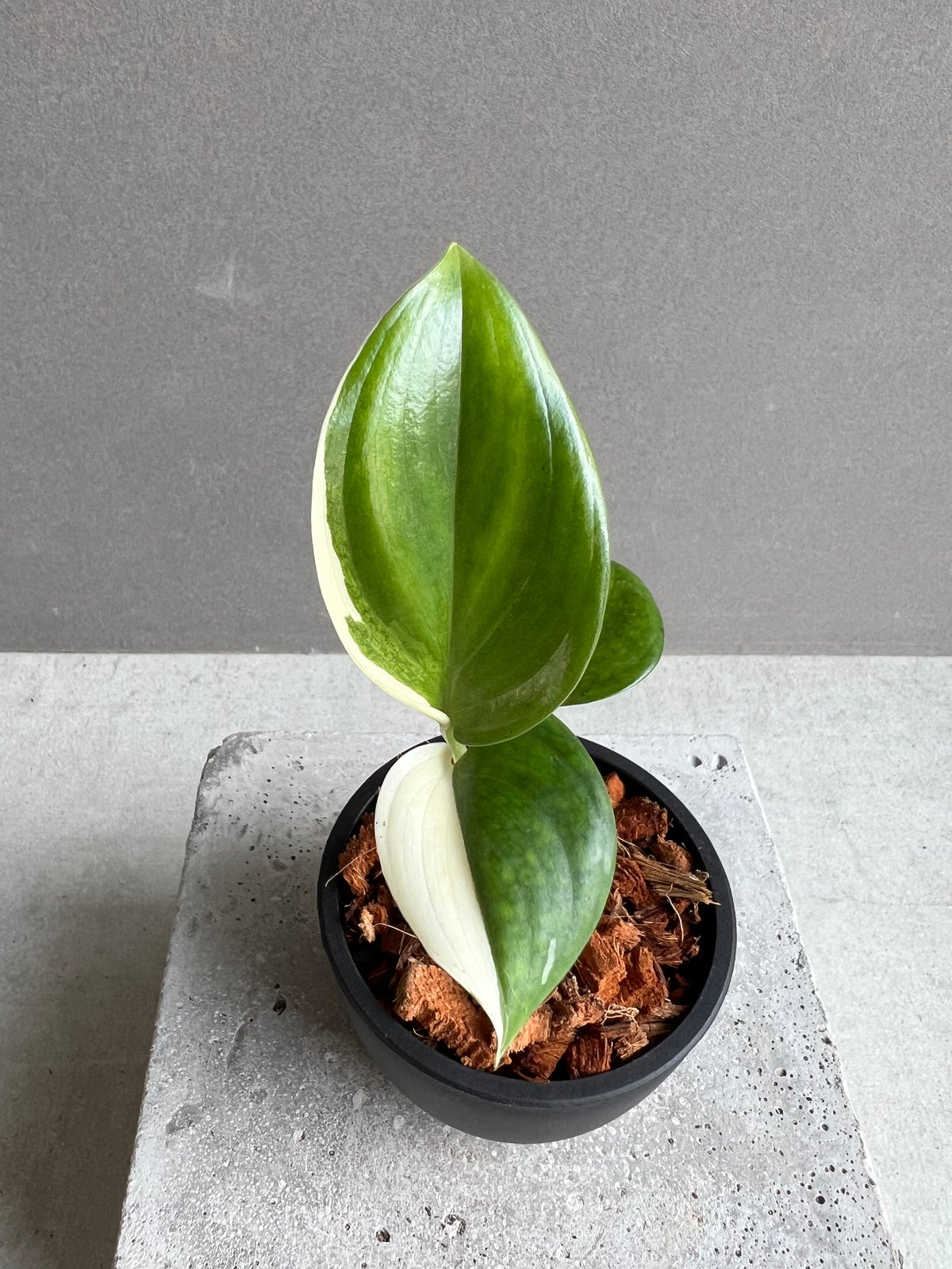 訳あり特価！　Scindapsus Yupa ② scindapsus – търсене / X