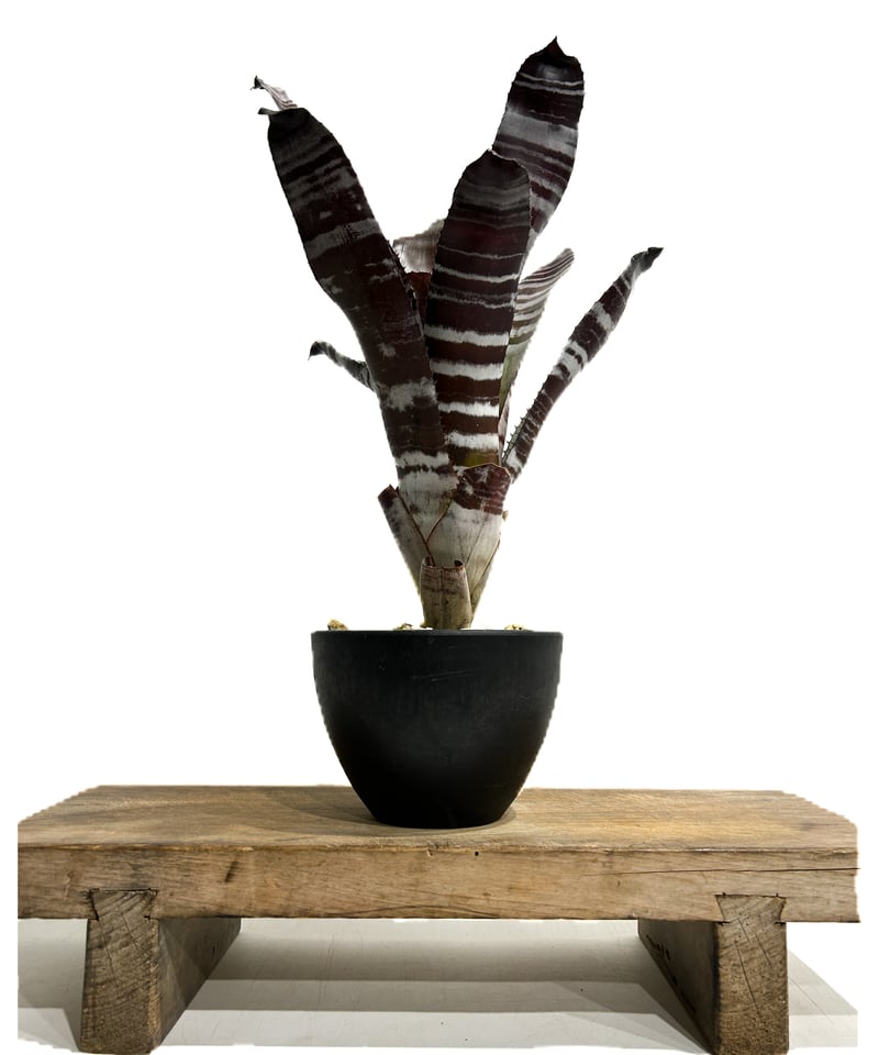 ☆*様 ヒスミニ ライクア えっくす☆きゅーと15thシリーズ「Melty☆Cute/Little Punkish