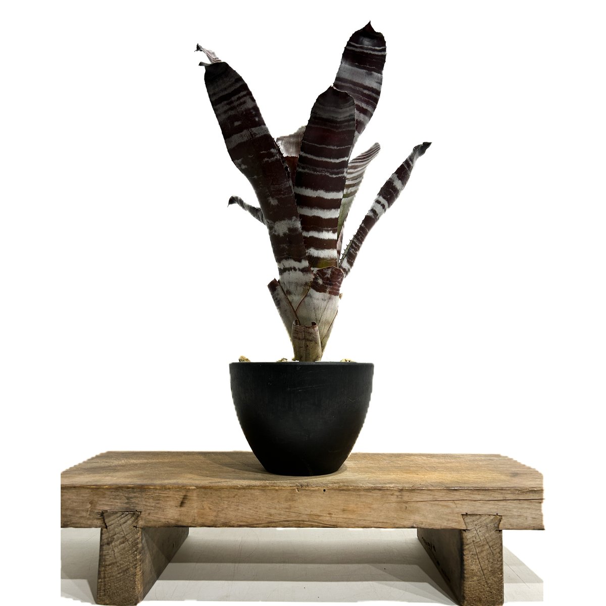 エクメア チャンティニー ブラック ゾンビ「 Aechmea chantinii