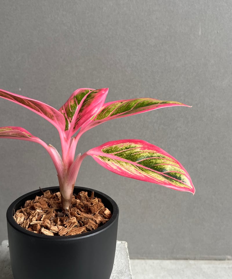 アグラオネマ ロータス デライト 「Aglaonema Lotus Delight」96N |