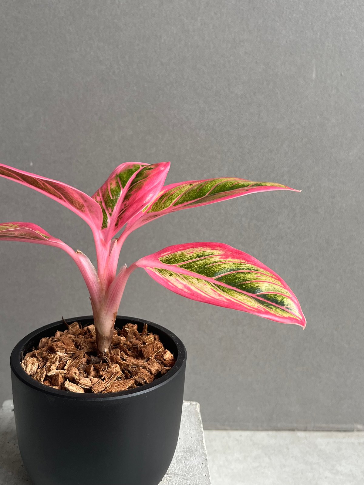 アグラオネマ ロータス デライト 「Aglaonema Lotus Delight」96N |