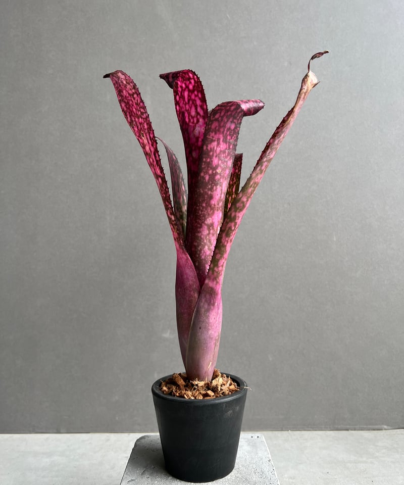 ビルベルギア テン エー 「Billbergia Teng Ee」3Y | SHOUCHIKUEN