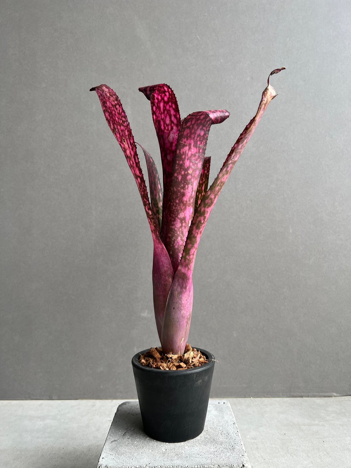 Billbergia 'Teng Ee'〔ビルベルギア〕現品発送B0271 Billbergia Teng E 【artPLANTs】Billbergia/ビルベルギア