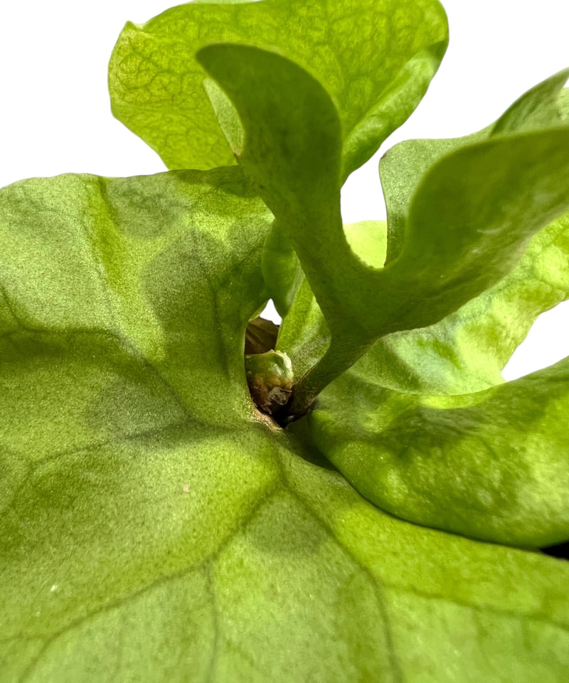 ビカクシダ リドレイ シルベリー ドワーフ 「Platycerium ridleyi Silv