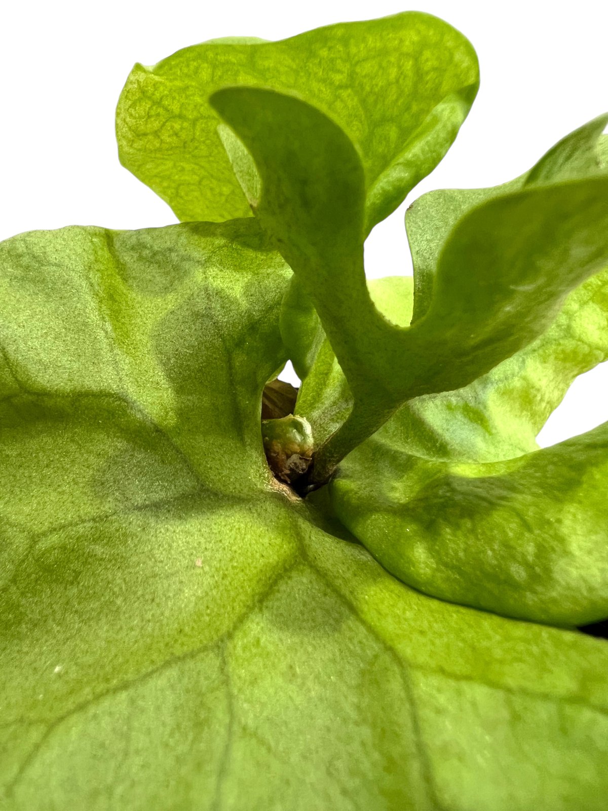 ビカクシダ リドレイ シルベリー ドワーフ 「Platycerium ビカクシダ リドレイ シルベリー ドワーフ 「Platycerium