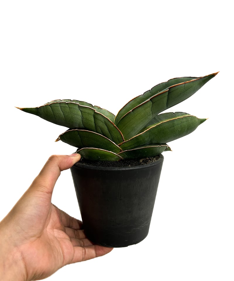 サンセベリア バナナ 斑入 “スーパー ファット”「Sansevieria ehrenberg