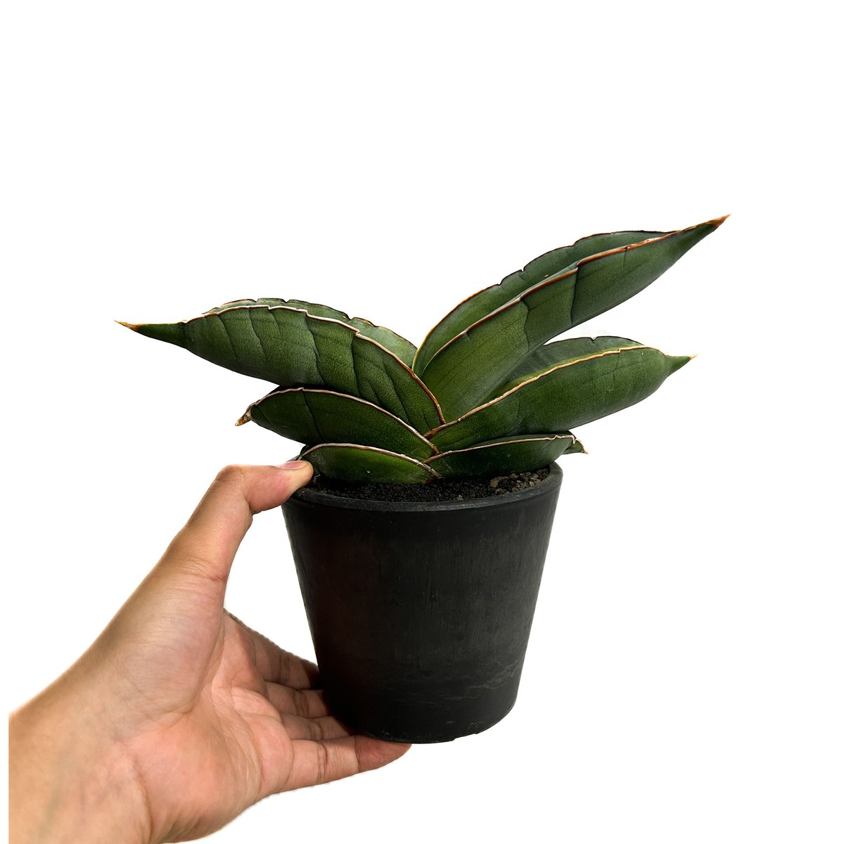 サンセベリア バナナ 斑入 “スーパー ファット”「Sansevieria