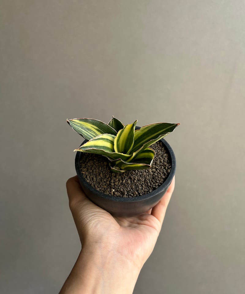 サンセベリア アンダマン 斑入「Sansevieria Andaman Variegated
