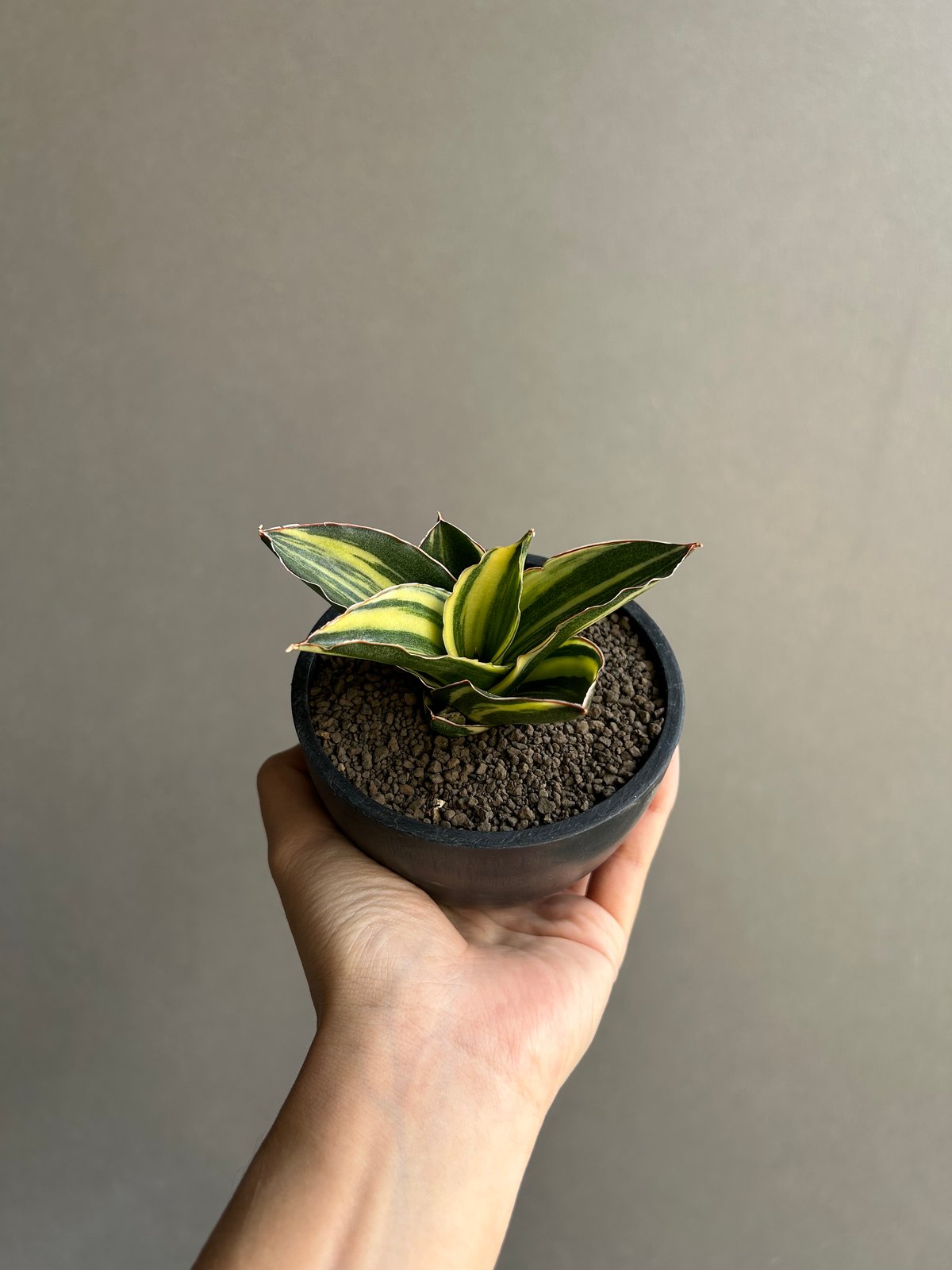 サンセベリア アンダマン 斑入「Sansevieria Andaman Variegated