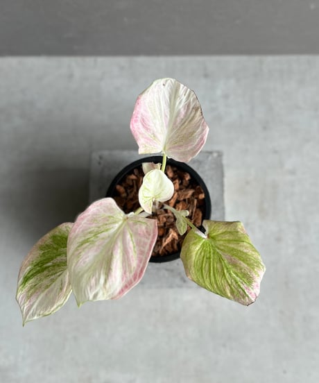 カラジウム　カラジューム　タイハイブリッド　ヒラヒラ系 カラジウム カラジューム タイハイブリッド ヒラヒラ系 27 タイ産