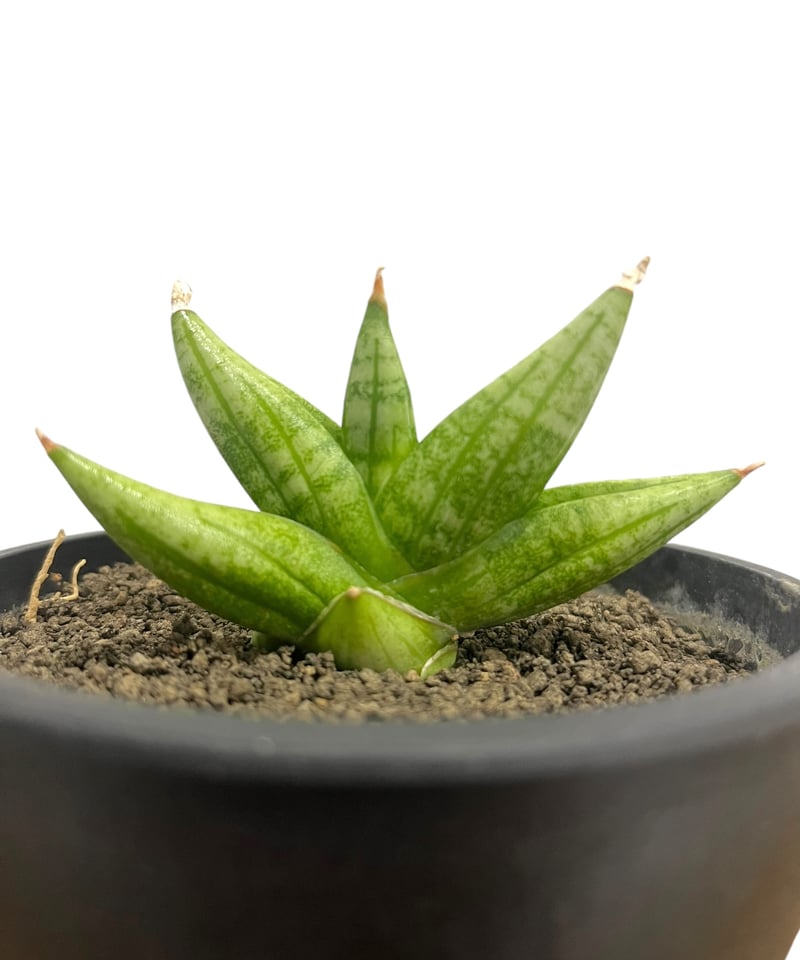 サンセベリア ヤヤ(by アンヤマニー ガーデン) 「Sansevieria YaYa (by