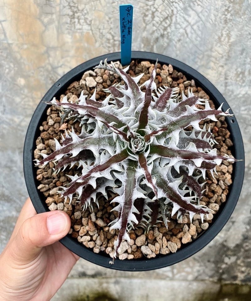 ディッキア ズゴック x リトルウイング「Dyckia Z'gok x LittleWing ディッキア ズゴック x リトルウイング「Dyckia Z'gok x LittleWing