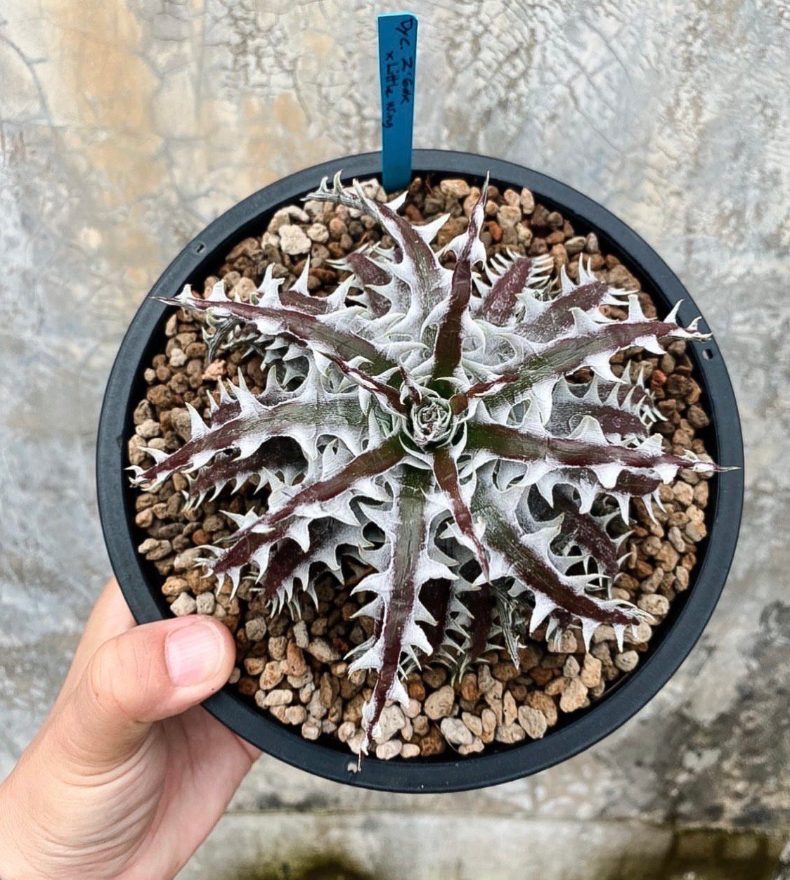 ディッキア ズゴック x リトルウイング「Dyckia Z'gok x