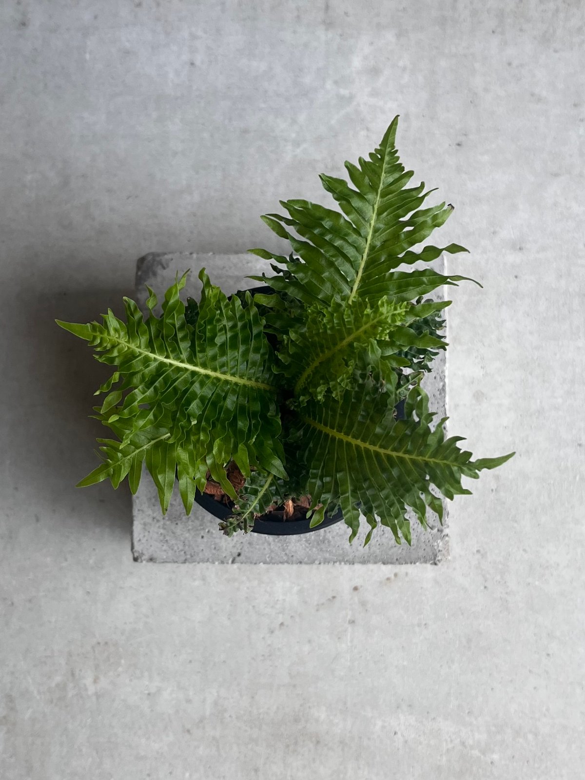 ブレクナム ギッバム ドワーフ ブレクナム ギッバム ドワーフ 「Blechnum gibbum Dwarf 」39F