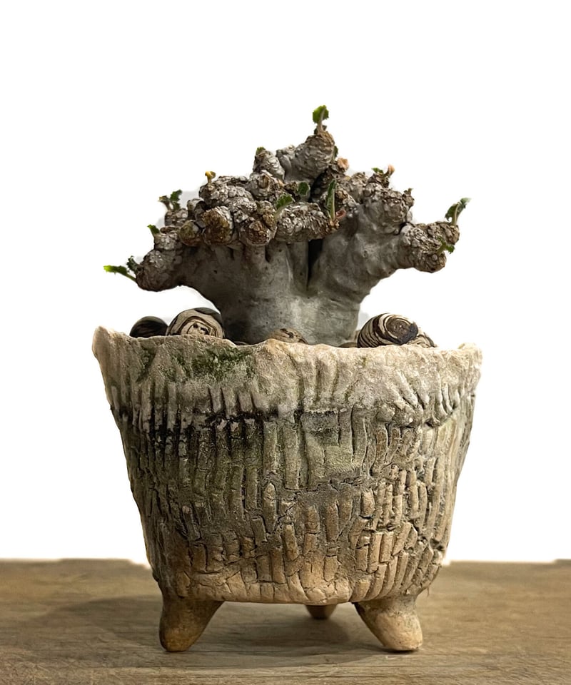 ドレステニア　ラブラニー　綴化(てっか) 現品 ドルステニア ラブラニー x フォエチダ 綴化「Dorstenia lavrani