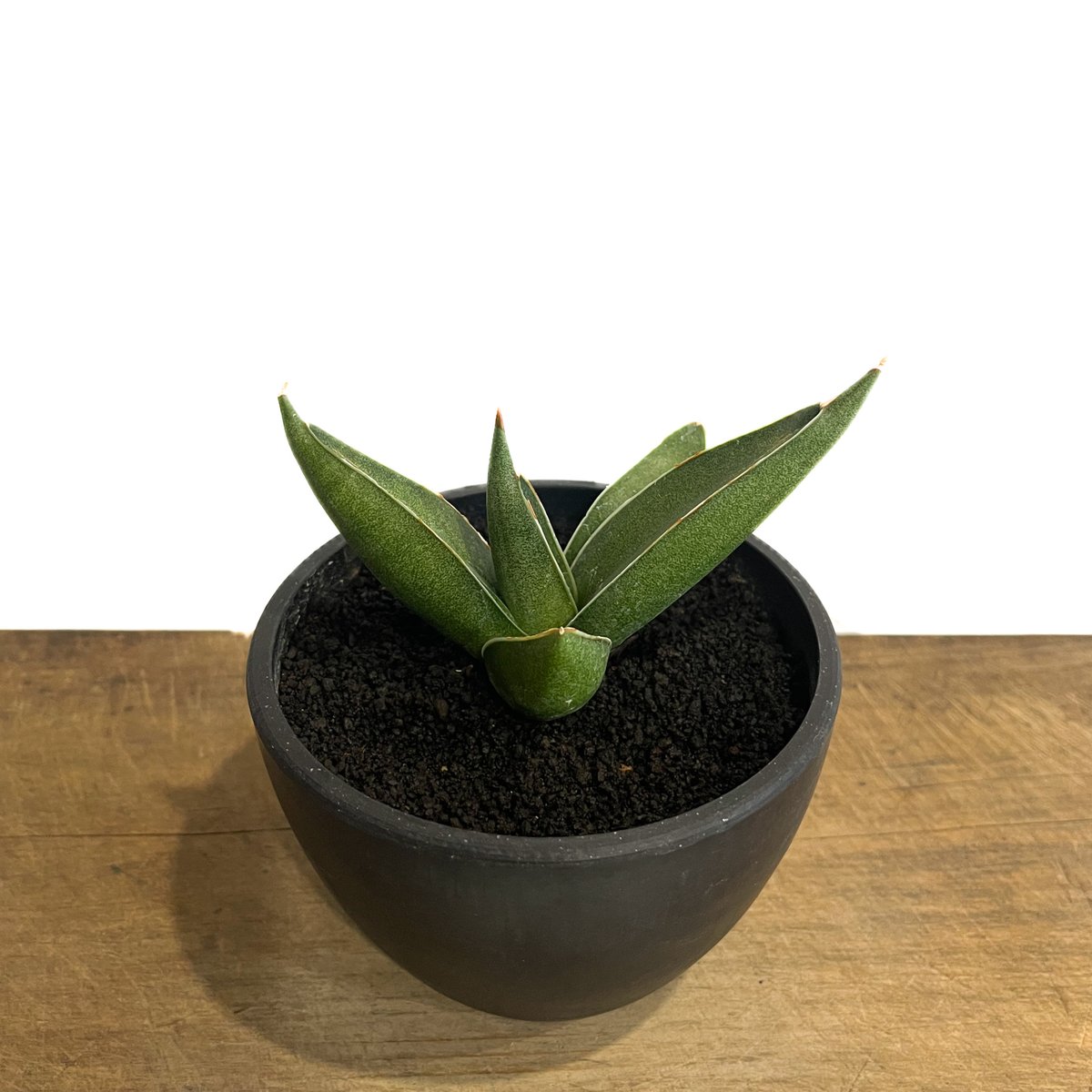 サンセベリア ピングイキュラ x ロリダ「Sansevieria pinguicula
