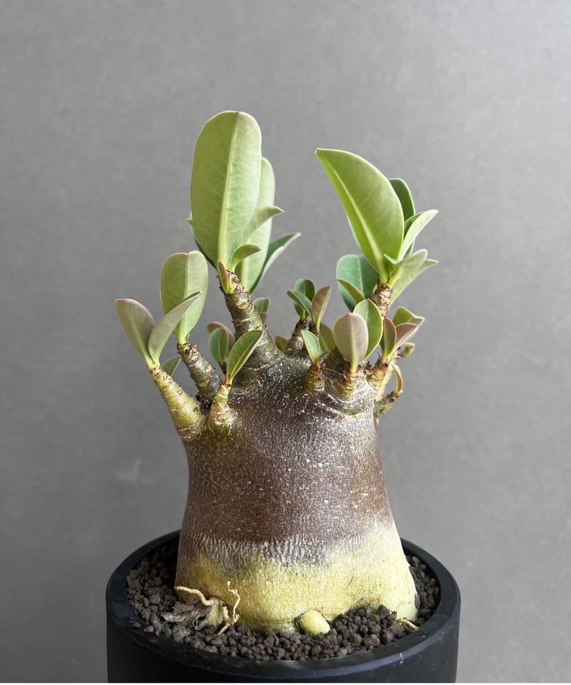 アデニウム アラビカム スーパー ドワーフ “ブラック” 「Adenium