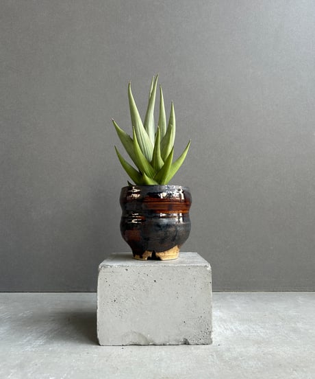 CATEGORY Plants | SHOUCHIKUEN