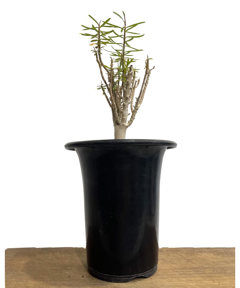 ユーフォルビア バルサミフェラ「 Euphorbia balsamifera」8/2