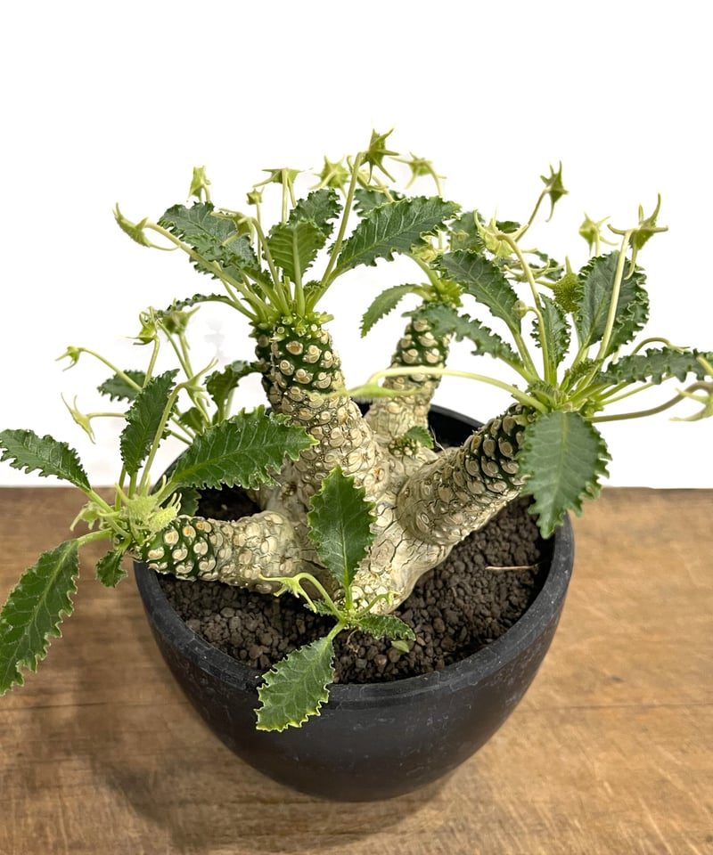 ドルステニア ホルウッディ 多頭タイプ 「Dorstenia horwoodii」8/10 |