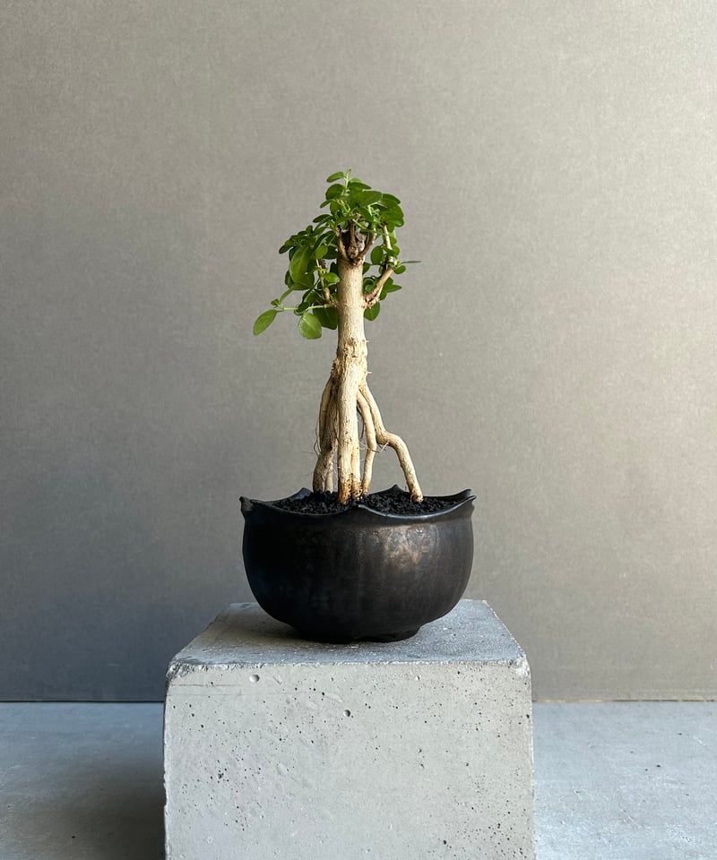 タイワンウオクサギ BONSAI + object by 1218「Premna serrat