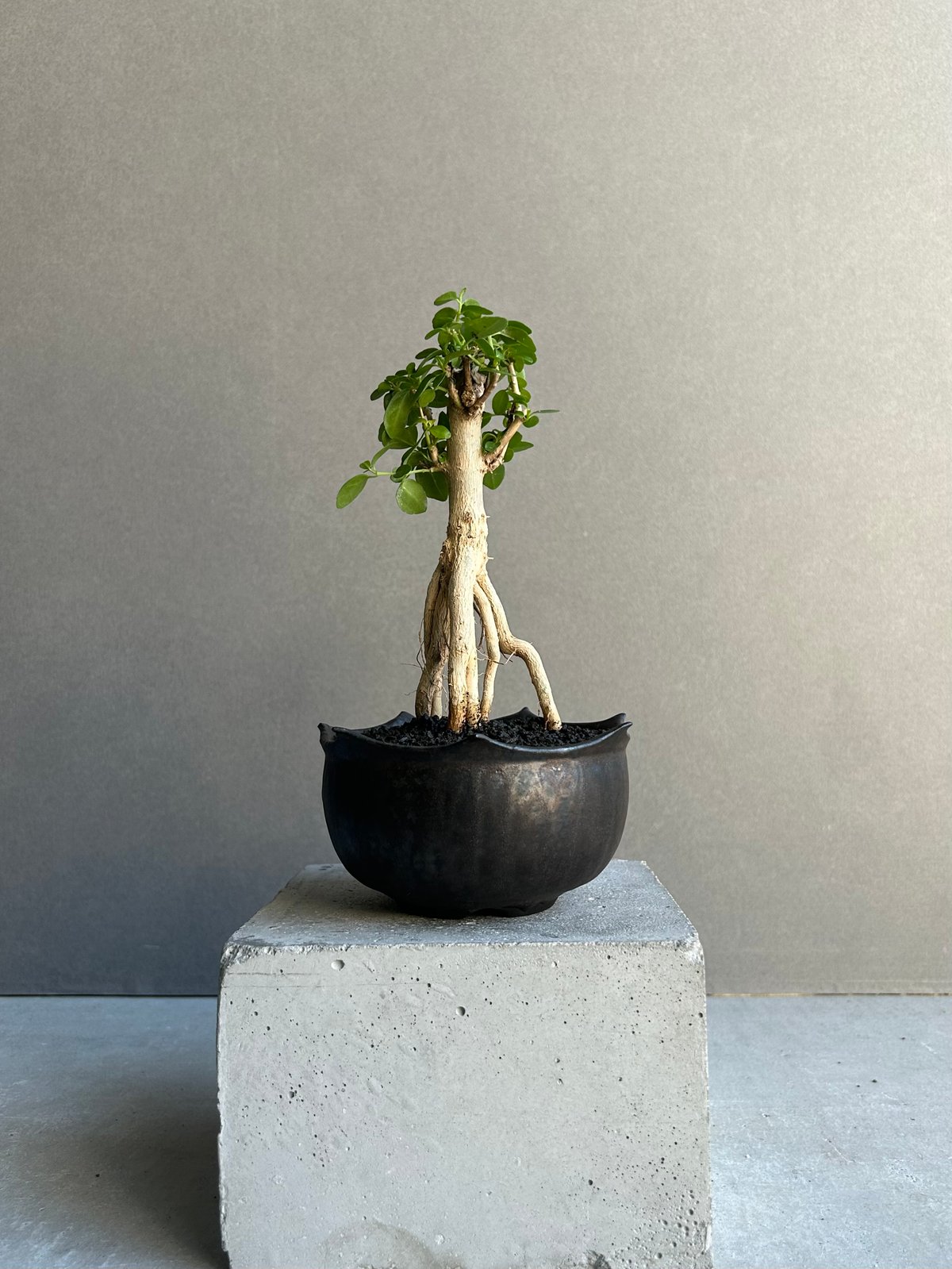 タイワンウオクサギ BONSAI + object by 1218「Premna serrat