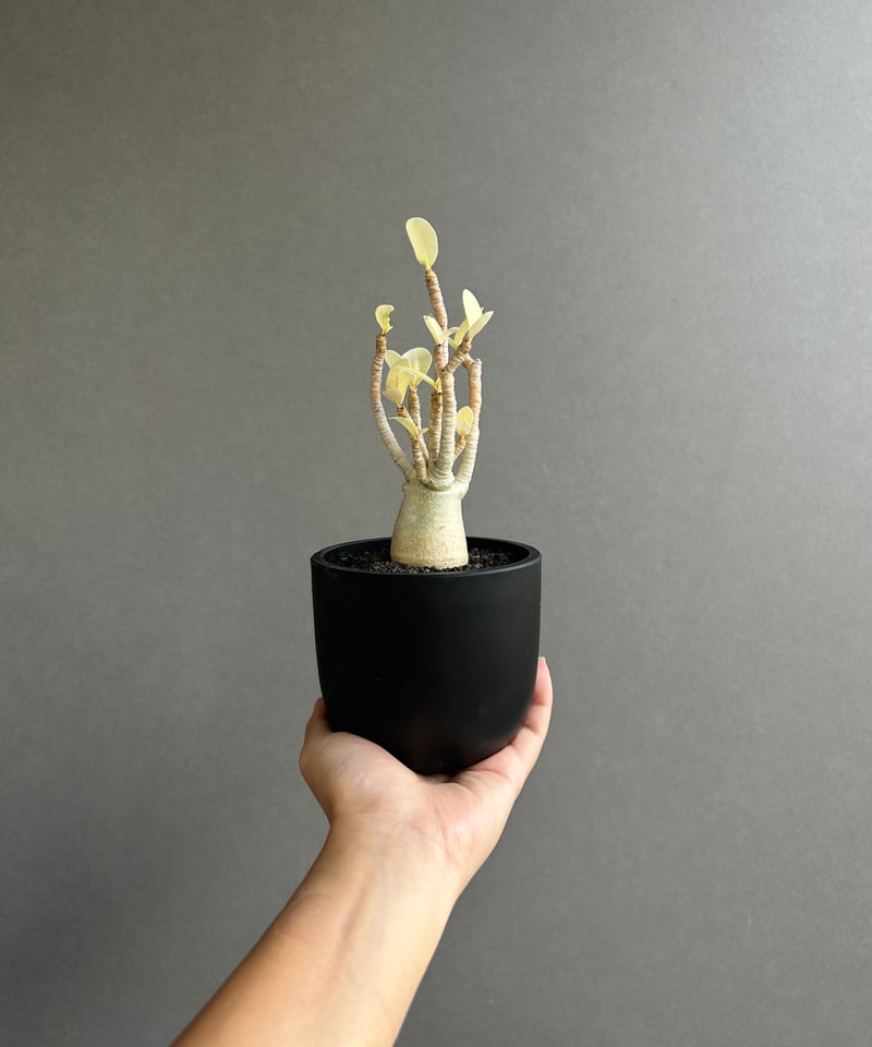 アデニウム アラビカム “アルビノ” 「Adenium arabicum “Albino”」