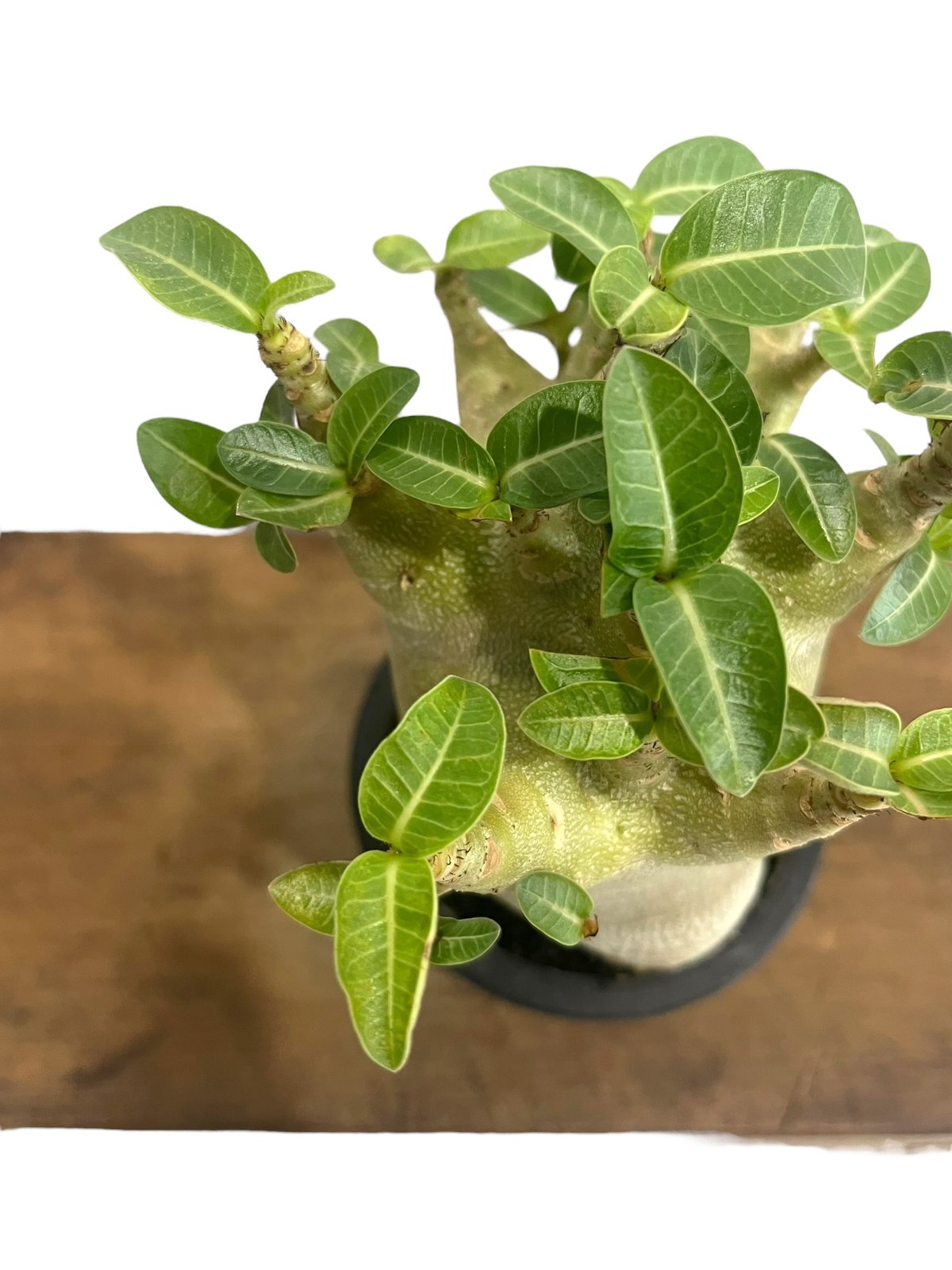 アデニウム アラビカム スーパー ドワーフ タイプ 「Adenium arabicum