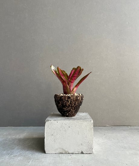 CATEGORY タンクブロメリア | SHOUCHIKUEN