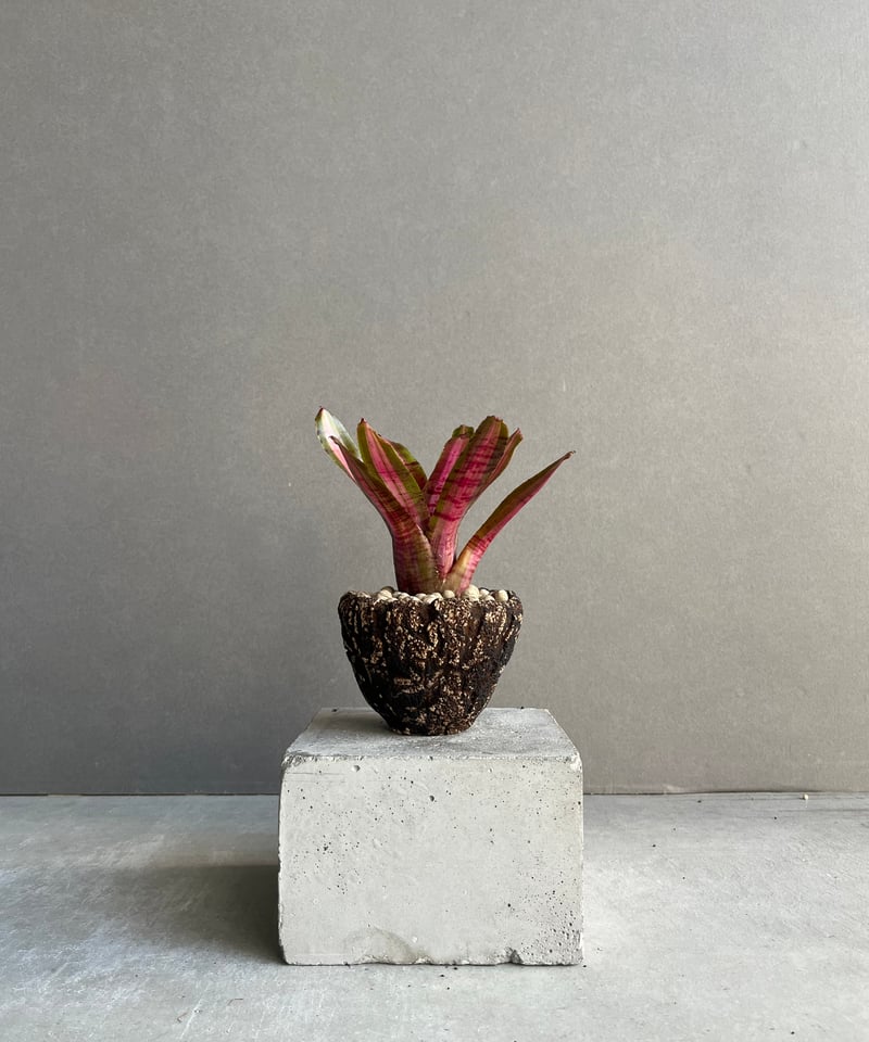 ネオレゲリア アベンチュラ + plantsmonsters pot 「Neoregelia