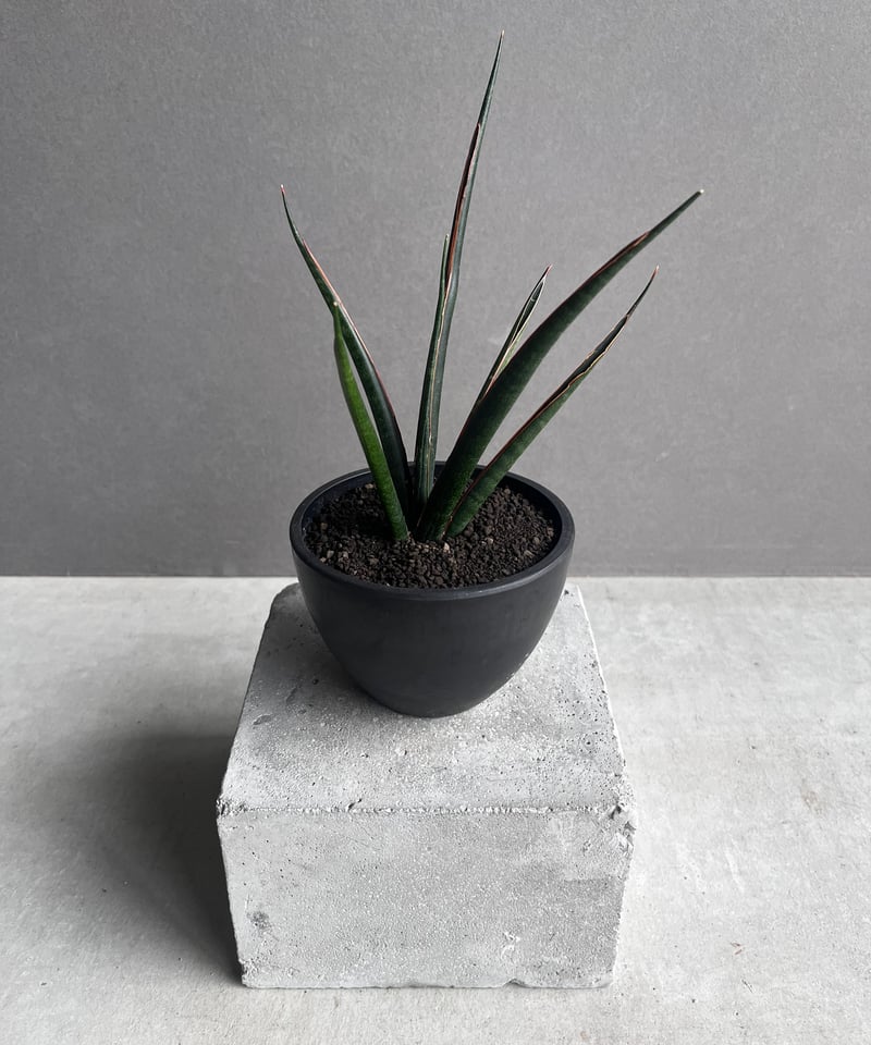 EMP サンセベリア ブラック キャッスル / 右が成長イメージ　SA422 EMP サンセベリア ブラック キャッスル / 右が成長イメージ SA422