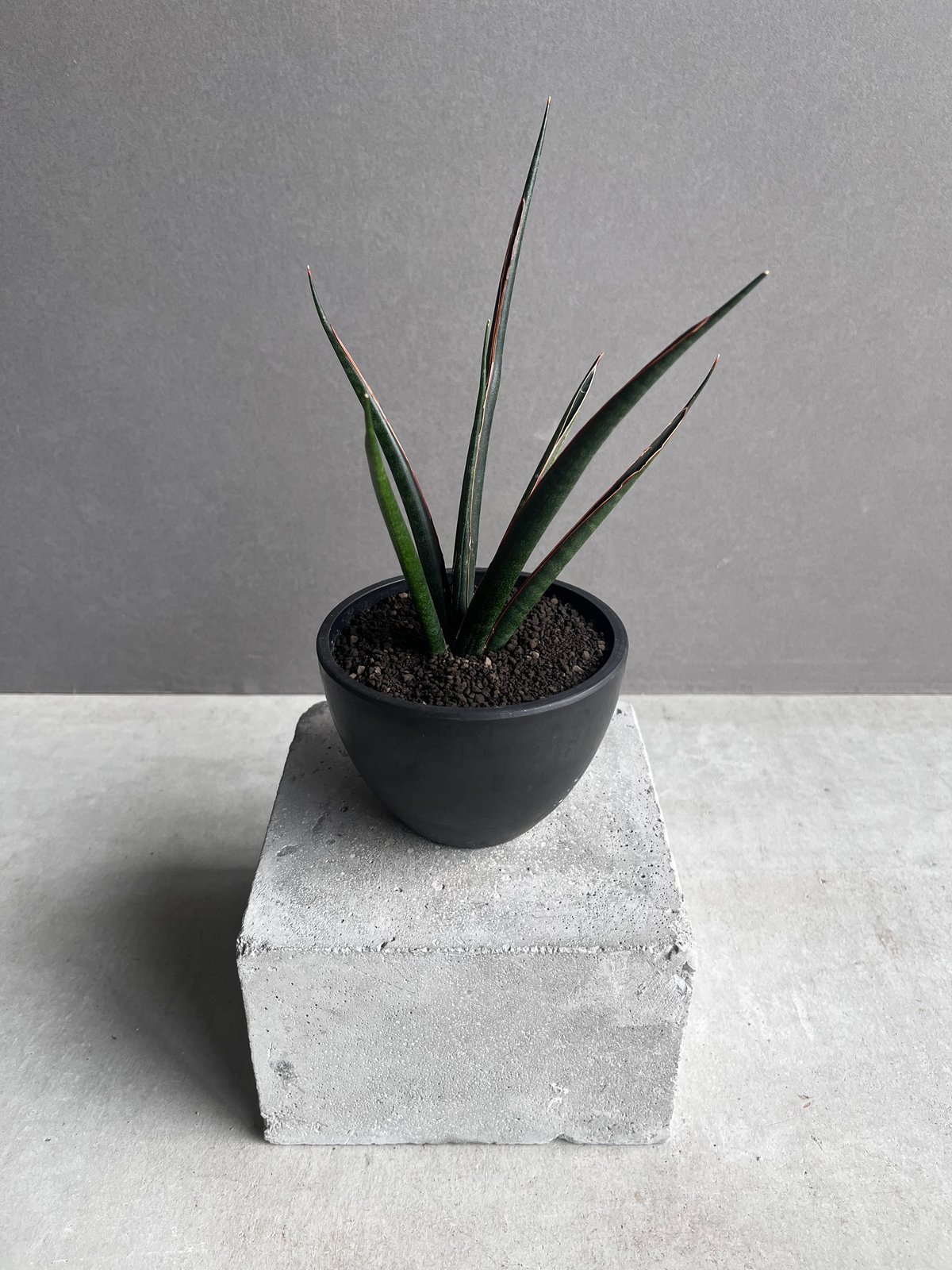 サンセベリア ブラック カラバオ 「Sansevieria Black Carabao サンセベリア ブラック カラバオ 「Sansevieria Black Carabao