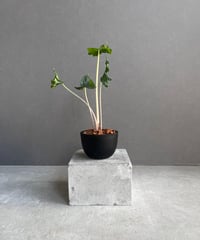 ＿*_様 極美株/塊根植物】ステファニア カウィーサキー　セレクト株　微発根 極美株/塊根植物】ステファニア カウィーサキー セレクト株 微発