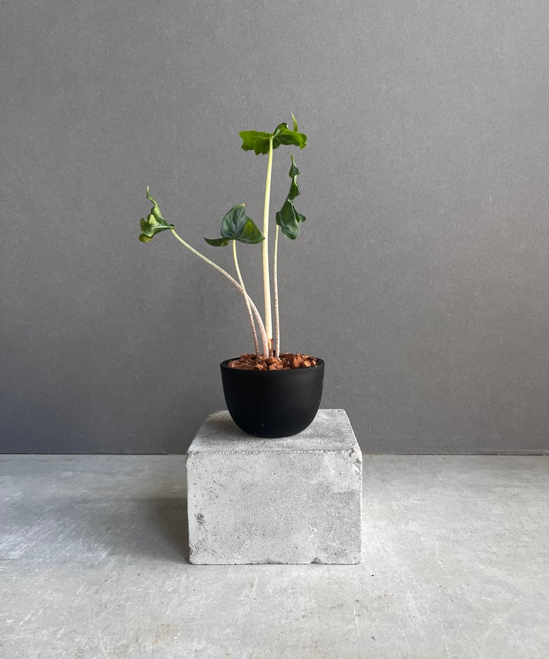 アロカシア フラミンゴ “変異種” 「Alocasia Flamingo “ Mutation