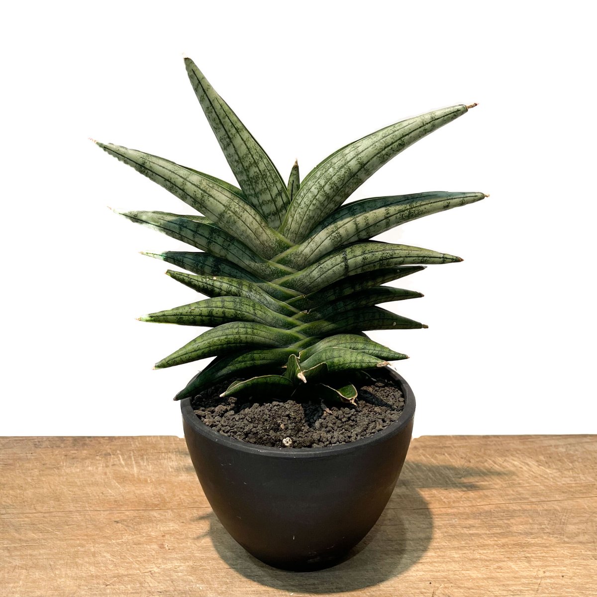 サンセベリア コビト(小人)「Sansevieria 'KOBITO'」6/11 | SHOU