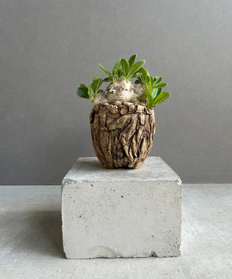 パキポディウム 恵比寿笑い Pachypodium brevicaule ④ パキポディウム 恵比寿笑い | GREEN LUCK